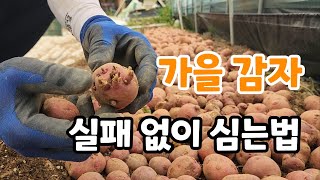 가을감자 그냥 심으면 100%실패 하는 이유?
