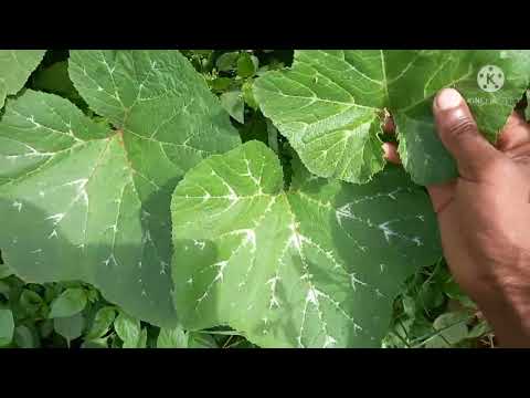 ALEMEDDE MU NSONGA OBA OKUSALA ENNAKU Z'OMALAMU TUULA OYIGE