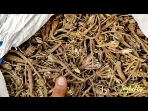 Anacyclus Pyrethrum Root