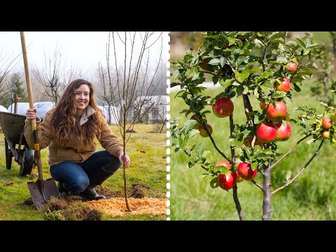 , title : 'How to Plant Fruit Trees for MAXIMUM Growth and Harvest'