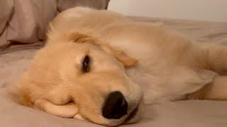 Unusual and laid back morning He is sleeping half eyed lol【Golden retriever puppy】
