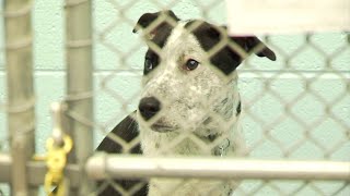 Local shelters to hold pet adoption event
