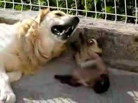 Dog and cat fight - Ulisses Vs Boris
