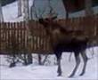 The Farting Moose
