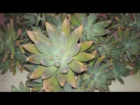 #graptosedum francesco baldi replante e dicas