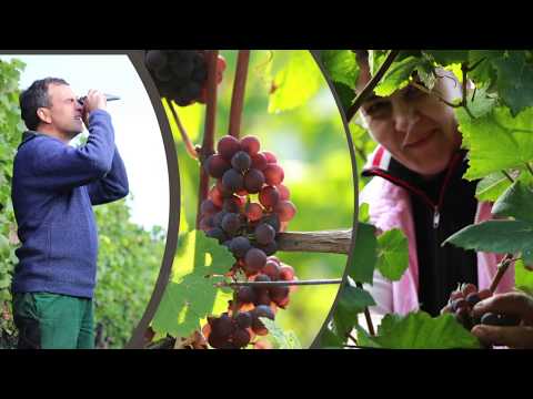 WG Königschaffhausen-Kiechlinsbergen eG, Kaiserstuhl