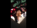 Mini dachshund hit by Christmas tree 