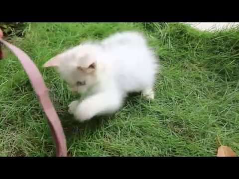 Cute Cat Baby Kitten | Very Funny Cat | Best Cat Video for children | Animal videos 2016