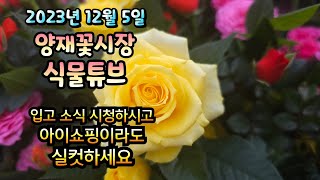 갑자기 따뜻해진 겨울.  꽃시장에는 어떤 식물들이 입고 되었는지 함께 랜선 아이쇼핑 가시죠~~~~ #양재꽃시…