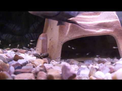 Cichlasoma Nigrofasciatum 10/2010 Full HD