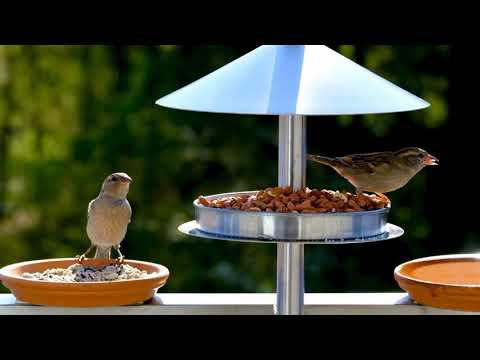 Beautiful moments of small birds/ wonderful view of birds