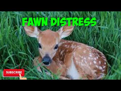 Predator Hunting Call - Fawn Distress - 16 Minutes - Free Download