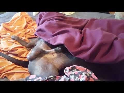 Vete tranquila decían "los pit bull son muy buenos cuidando el hogar"" decian....