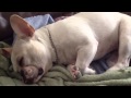 My Little Coquette -John Pizzarelli - French Bulldog