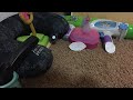 Chompy Toyland Halloween Special Frankenpiranhapot