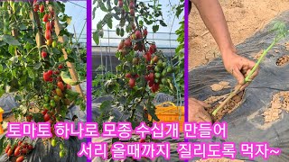 토마토 하나로 모종 수십개 만들어 서리 오기전까지 따먹자~  대추방울,흙,황금토마토,단마토 귀농귀촌,전원일기…