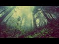 SUARA SUARA DI DALAM HUTAN