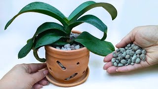 Orchideen in handgemachte Tontöpfe verpflanzen. Eine Orchidee in Blähton pflanzen