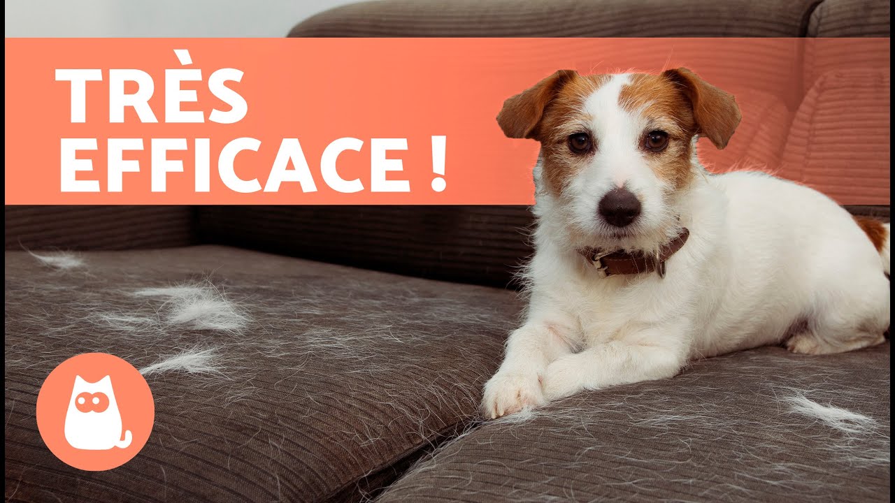 Mon CHIEN PERD TROP DE POILS, QUE FAIRE  🐶 (5 conseils)