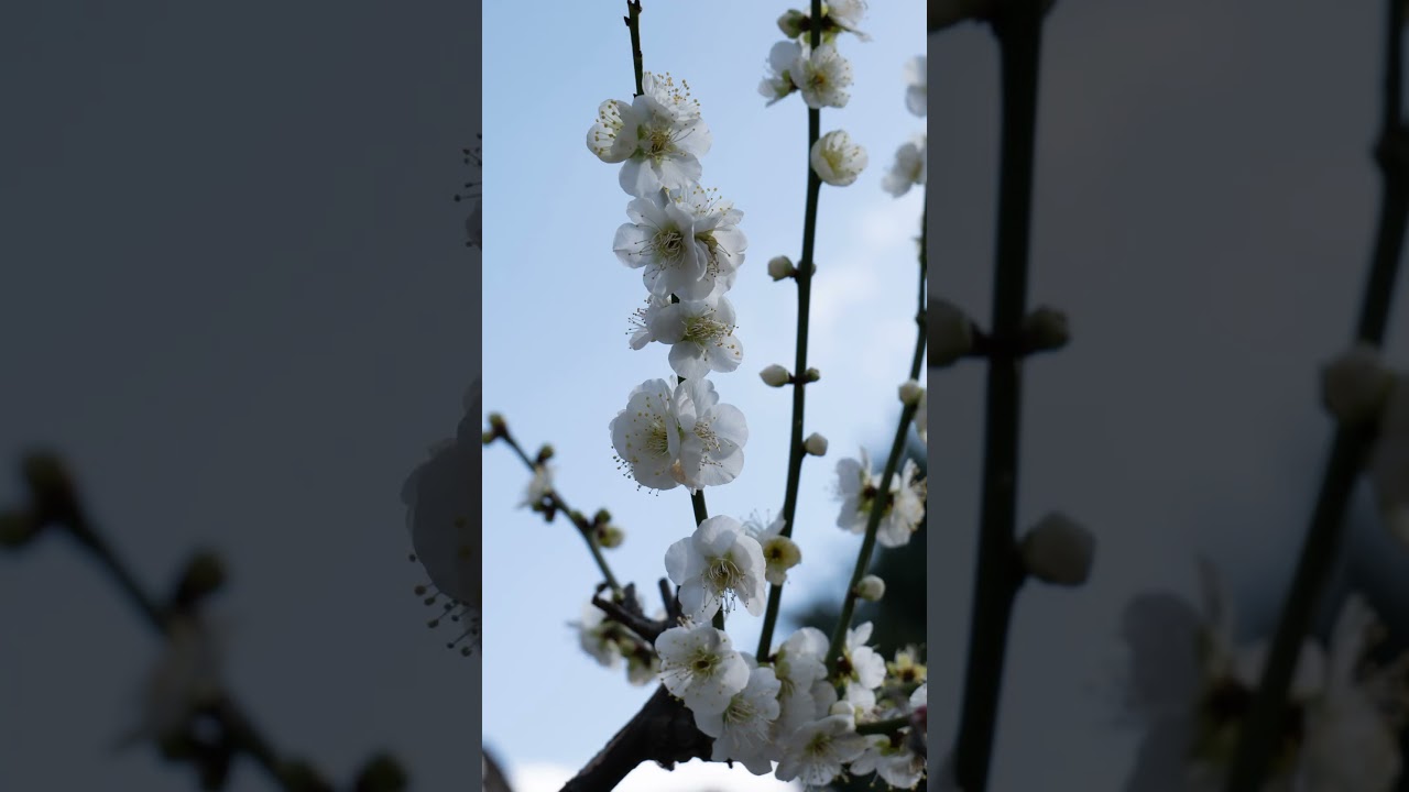〖大阪賞梅名所〗道明寺天満宮 梅花祭