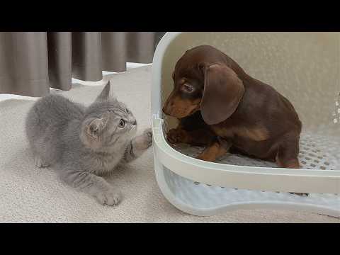 YouTube 썸네일