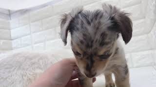 ハーフ犬の動画01