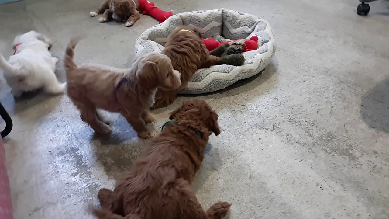 Bella and RZ Rizo reserved puppies