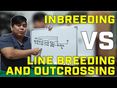 Inbreeding vs Line Breeding and Out-crossing