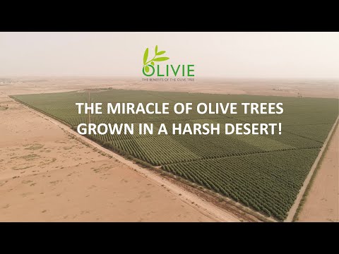 Why OLIVIE is THE world's highest polyphenols olive oil ? Desert suffering olive trees antioxidants