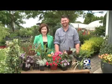 download lagu mp3 mp4 Non Toxic Shade Plants For Dogs, download lagu Non Toxic Shade Plants For Dogs gratis, unduh video klip Non Toxic Shade Plants For Dogs