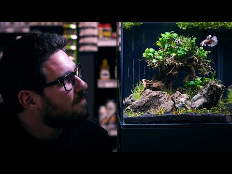 Nano Aquarium for Our Beautiful Talking Betta Fish