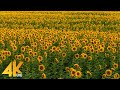 4K Sunflower Fields In Eastern Washington In Support Of Ukraine 2022