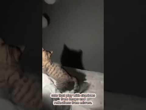 Cats That Play With Shadow. #shortvideo #catlovers #cats