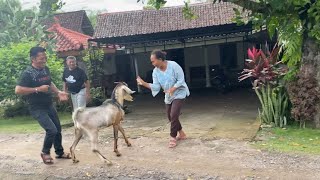 Download lagu HOW TO GET A SHEEP WITH YULIA GAE SAFELY mp3 Download lagu HOW TO GET A SHEEP WITH YULIA GAE SAFELY mp3