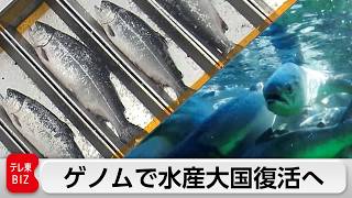 「セブン-イレブン」が期待を寄せる“高温に強いギンザケ”開発に密着！温暖化で揺らぐ海面養殖に最先端技術で挑む【ガイアの夜明け】