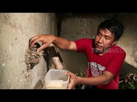 DUNIA BINATANG - SI PENERBANG CANTIK (3/4/17) 3-2