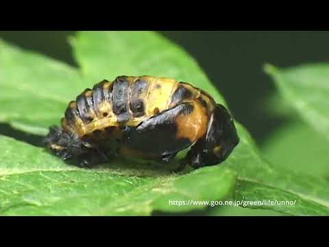 ナナホシテントウの羽化