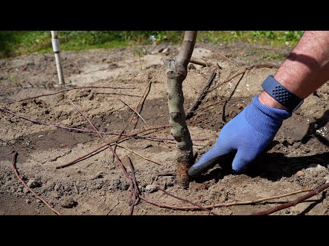 How to Plant an Almond Tree