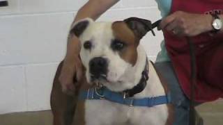 Adoptable Pets at WHS, Salem, Oregon 6/28/2010