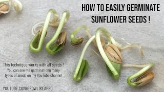 How to Germinate Sunflower Seeds This is COOL