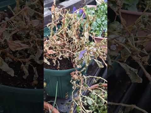 園芸 ベトナム産コリアンダー、中国バジル、ベトナム産ミント、ラウラム