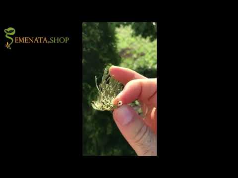 Parassita didra di acqua dolce Parassita sosalshchik tutti i tipi