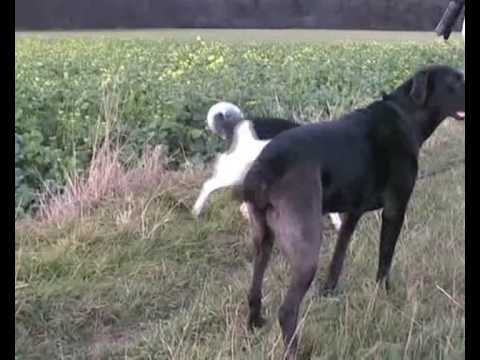 Lourdi geht Gassi am Kammerberg