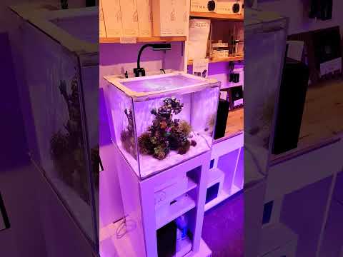 Which nano reef wins ?