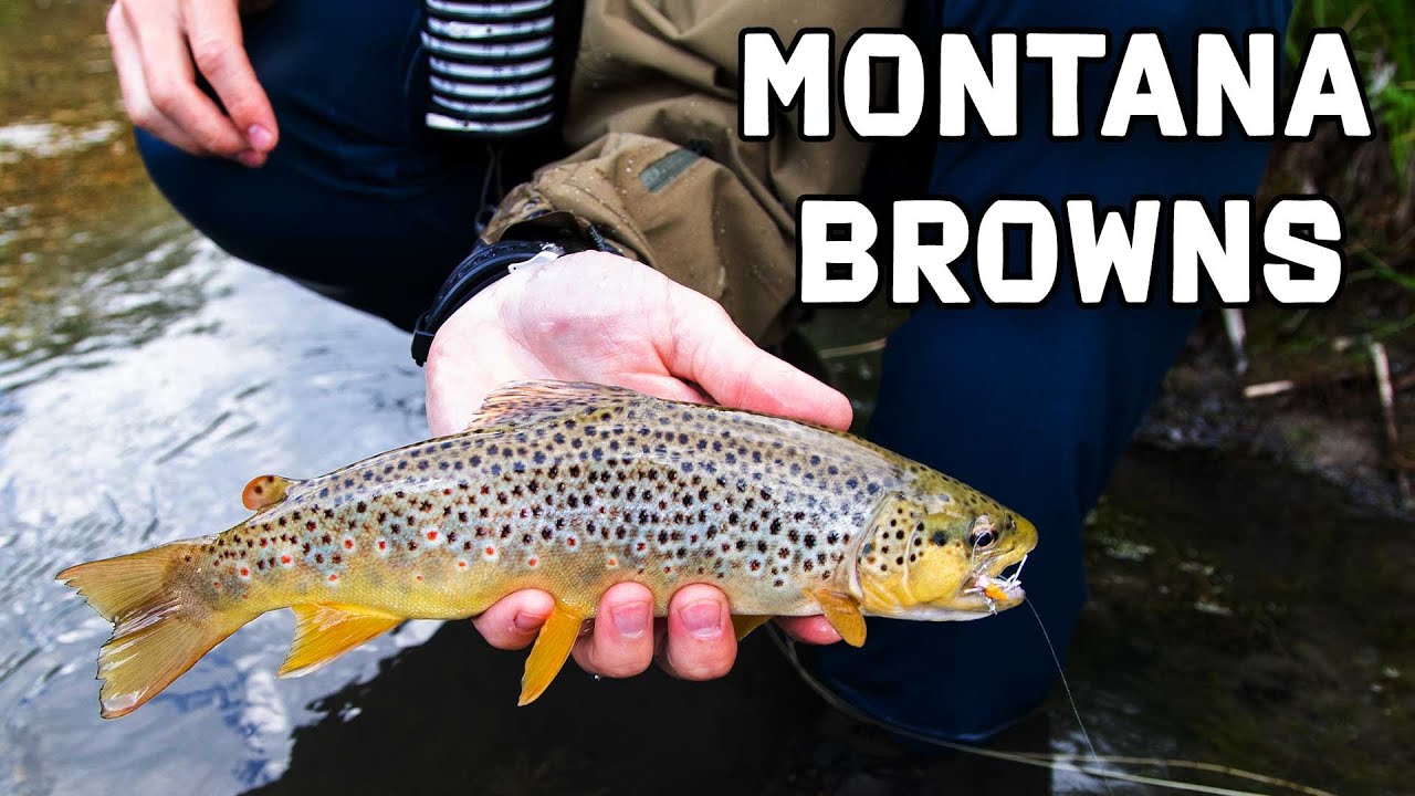Madison Valley Ranch - Video