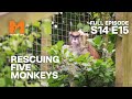 Rehoming Monkeys From A Shut Down Zoo | Season 14 Episode 15 | Full Episode | Monkey Life