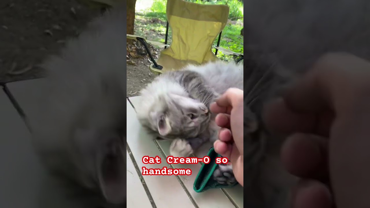 Cat you got this #cat #cats #fypシ゚viral #animals