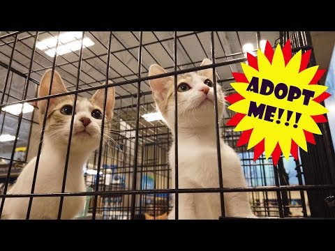 Cute Cats of the Kitty Cat Connection - Visiting PetSmart on National Adoption Weekend
