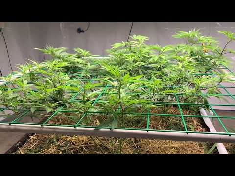 Medical Cannabis Garden Update: Going into Flower 4th Cycle No Till Beds Video