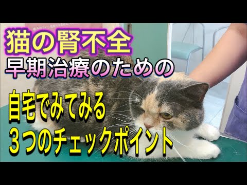 猫の三徴候 – 症状と治療法